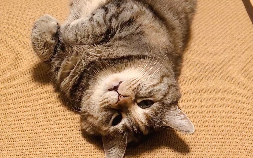 猫猫饿晕了,快把罐罐送我嘴边谢谢