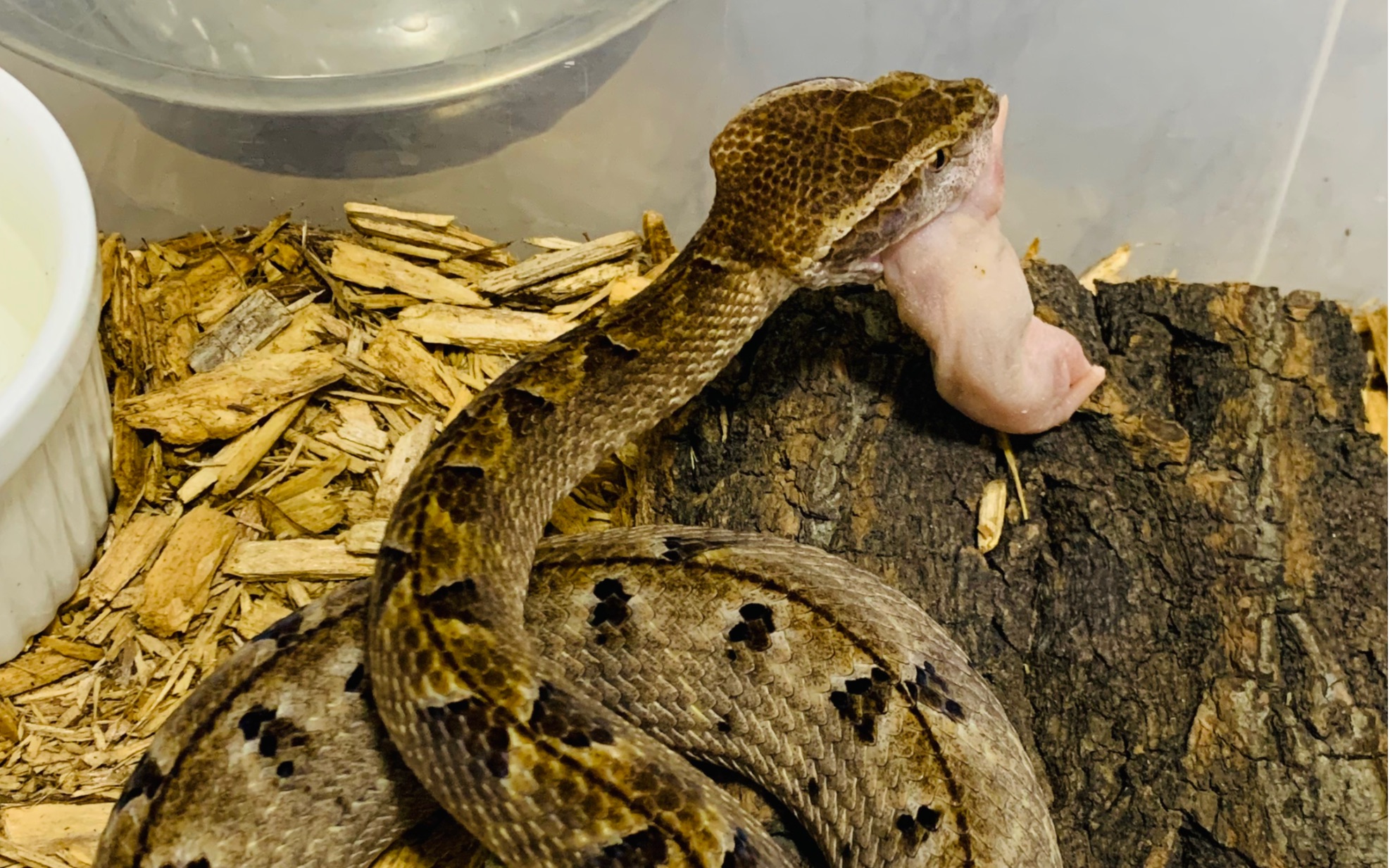 给两条肥蛇喂食 马来西亚虹口蝮