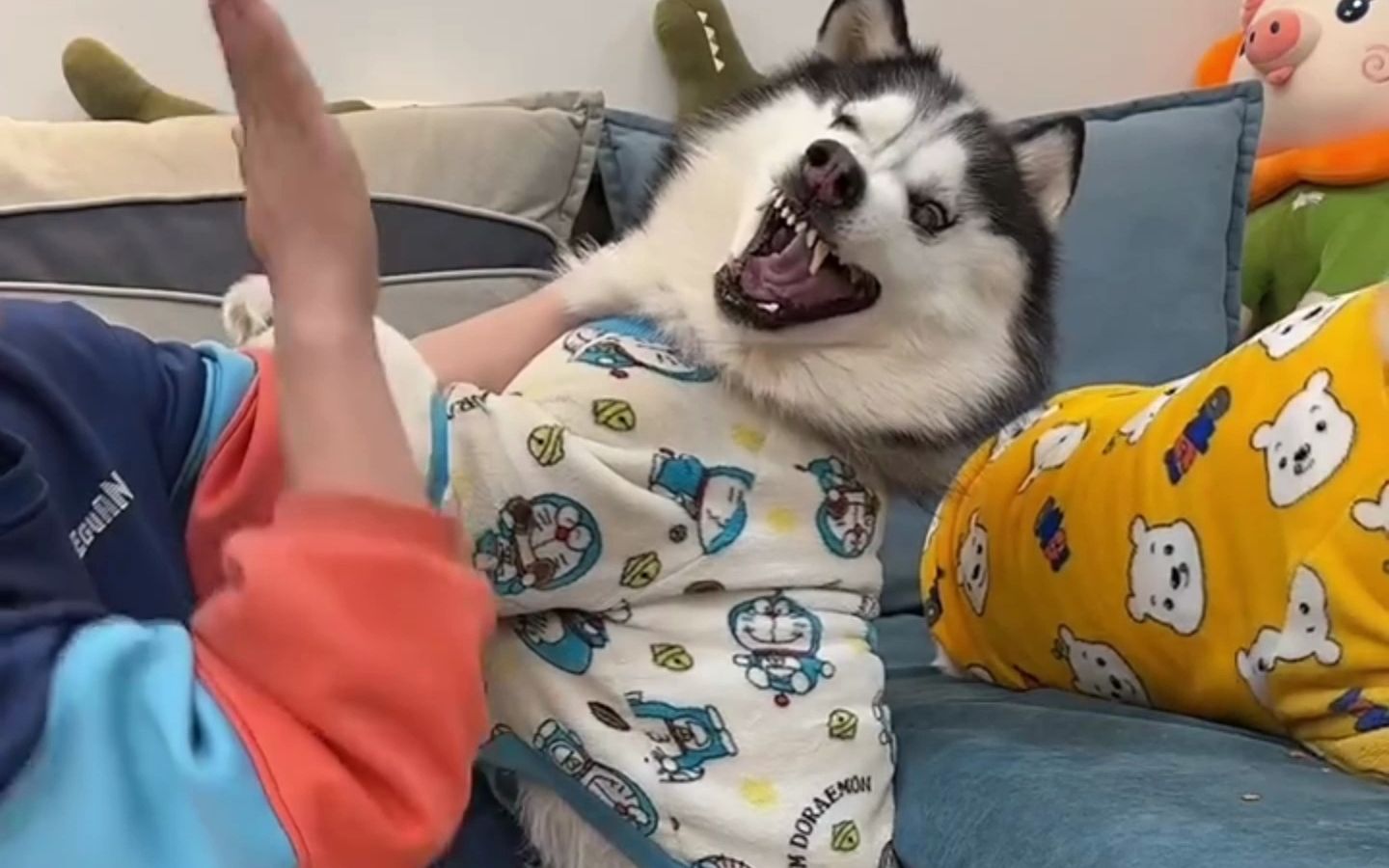 二哈被主人暴打,当场哭出声来,这声惨叫太像被女主家暴的你