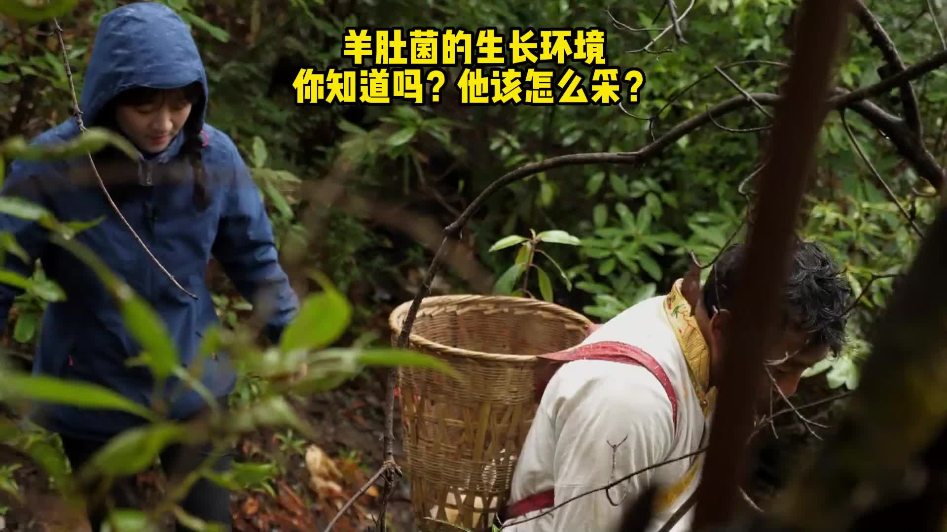 羊肚菌的生长环境你知道吗?他该怎么采?哔哩哔哩bilibili