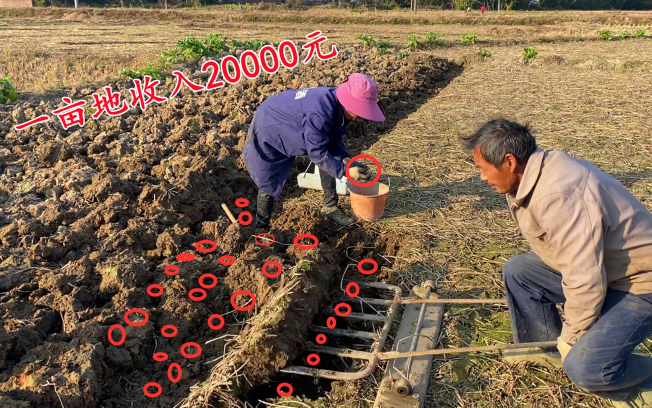 农村暴利赚钱种植行业,一亩地能收入20000元,看看种植的是什么