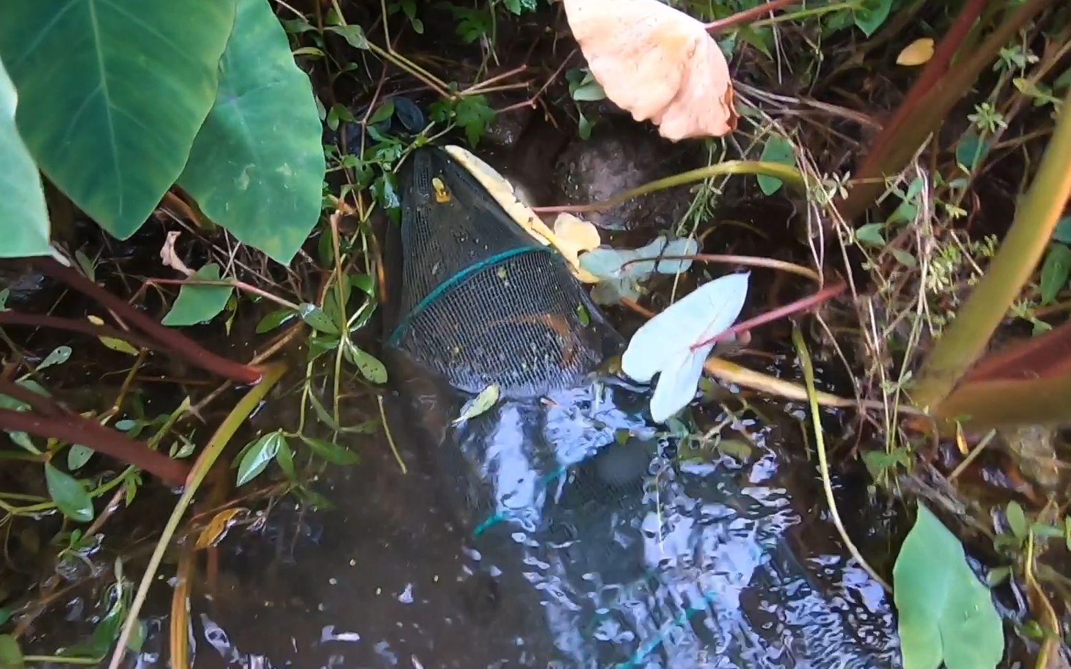 小毛废弃藕塘收地笼,草一拿开就看到黄鳝大尾巴,抓爆网了