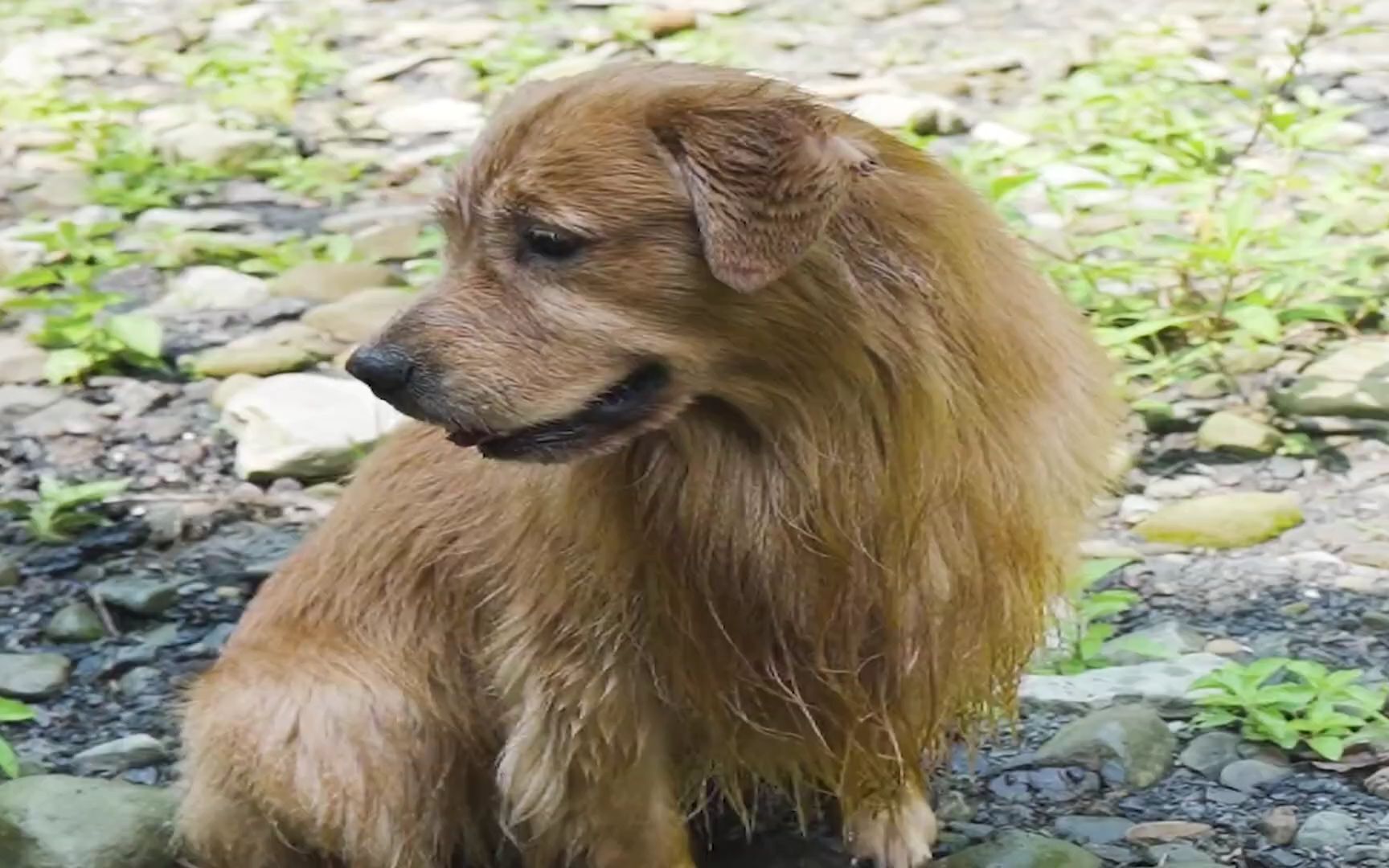 神犬金毛路虎,主人给它做酱香猪蹄,真是一只幸福的狗狗