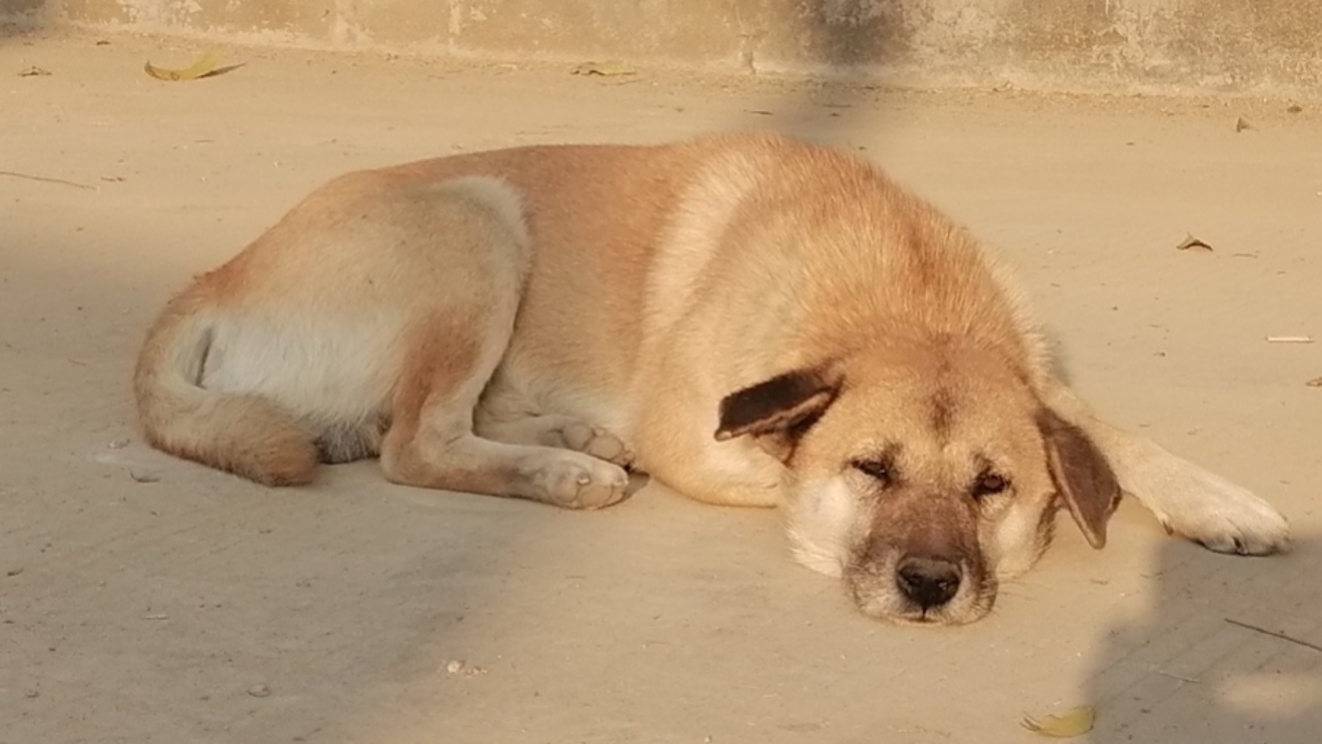 走出村口时,远看这只狗狗的侧面,一动不动,以为他那个了,近看发现原来