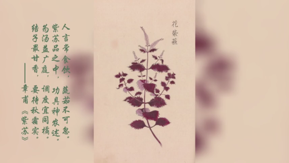 [图]发现古籍之美·《庶物类纂图翼》：古籍、诗文中的药草植物之美.06-2