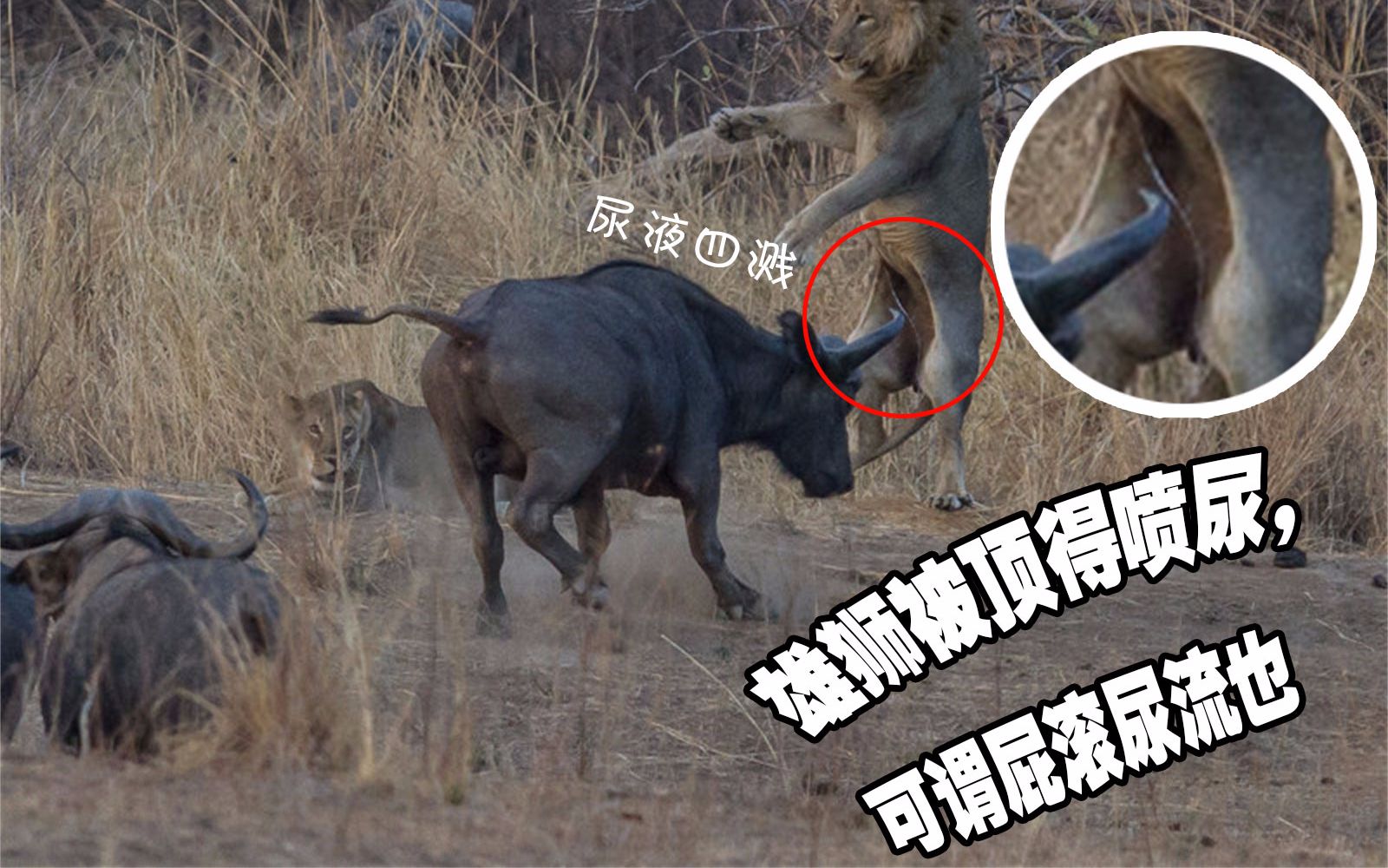 正在交配的狮子惨遭水牛攻击,可怜的雄狮直接吓得尿液四溅.