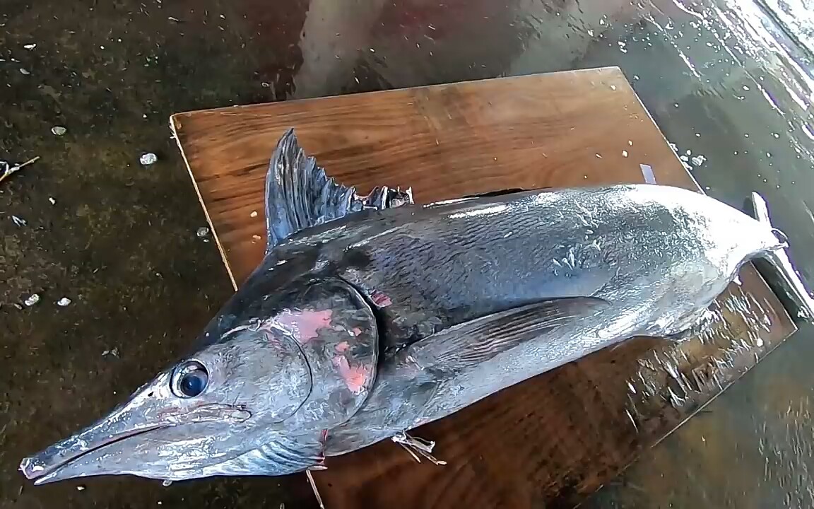 [美食]切割巨型黑皮旗鱼