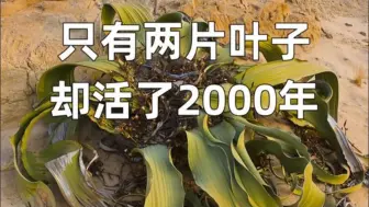 Tải video: 世界上最孤独的植物，在地球举目无亲！