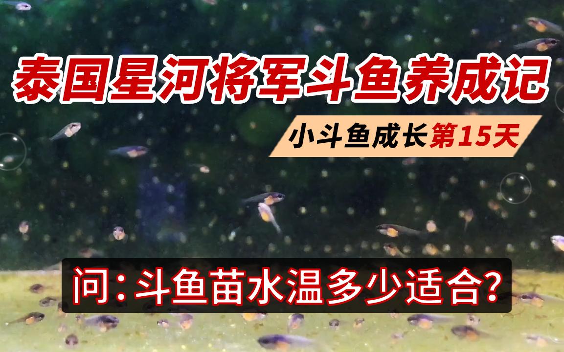 养斗鱼苗的水温多少适合?泰国斗鱼带苗记录:斗鱼苗成长第15天哔哩哔哩bilibili