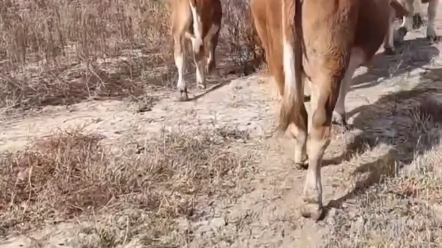 [图]小母牛配种时间你知道吗