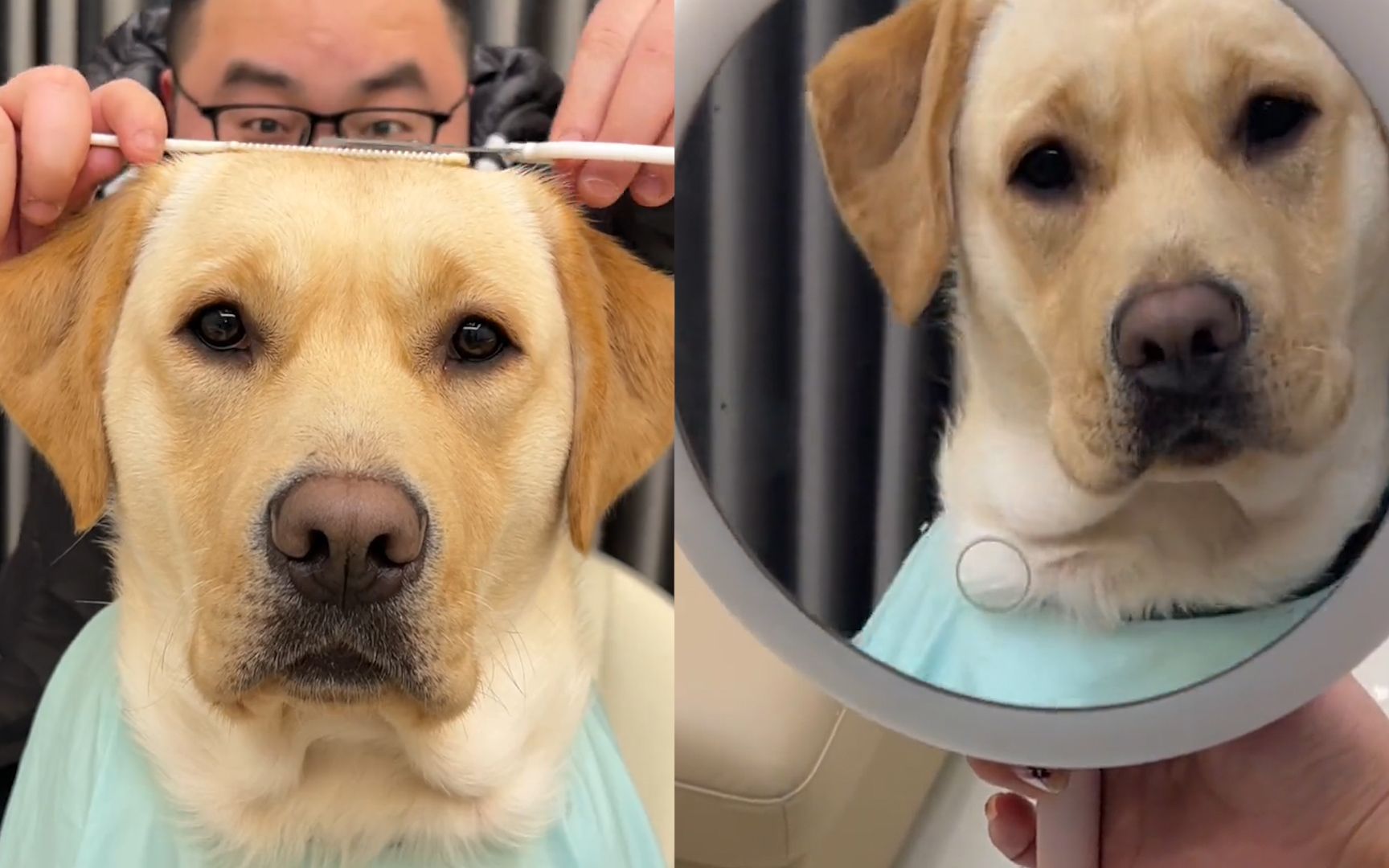 铲屎官家中给狗子理发看到成品后狗子瞬间变脸要我我也不满意