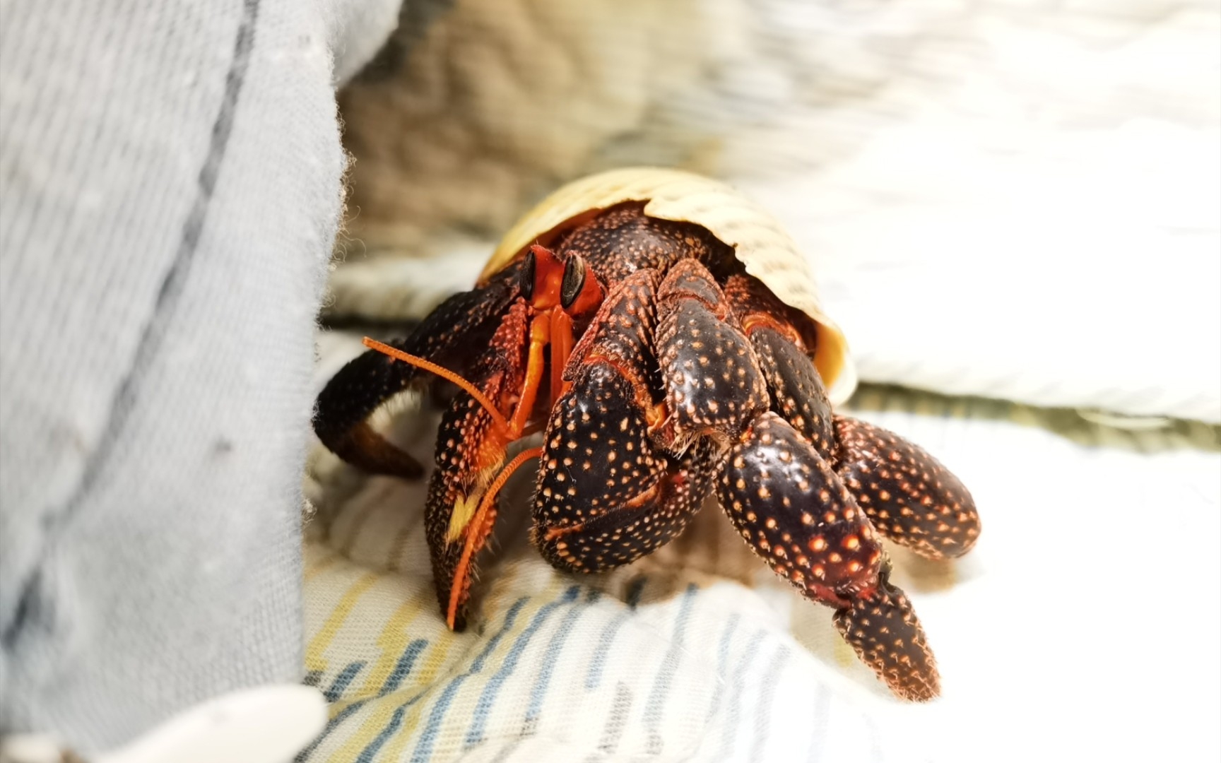 黑莓寄居蟹进食面包