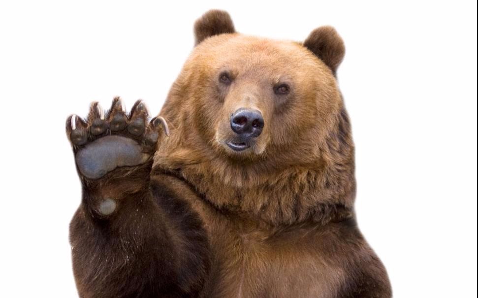 熊界最强王者:参过军,打过二战,立过军功,这头棕熊比士兵还牛