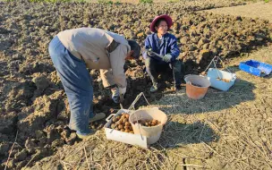 Tải video: 江西这个地方家家户户种植水果，一亩产2万多元，看看种的是什么