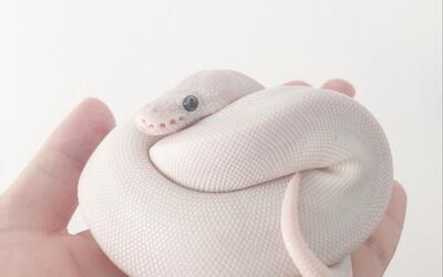 球蟒蓝眼露西长达15分钟的进食视频