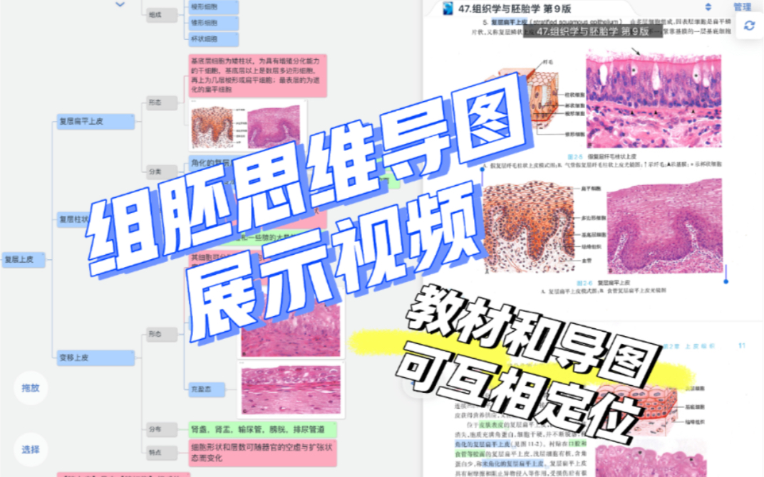 [图]【组胚思维导图】组织学与胚胎学思维导图常速展示