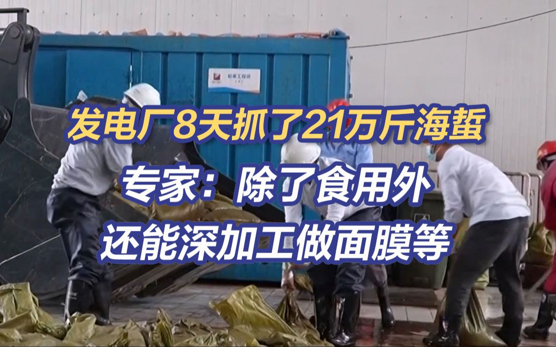 8天抓了21万斤 浙江一发电厂遭海蜇侵袭 专家:除了食用外,还能深加工做面膜哔哩哔哩bilibili