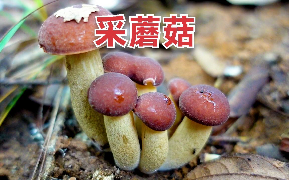 简单上山采个蘑菇,开开心心,好自在!哔哩哔哩bilibili