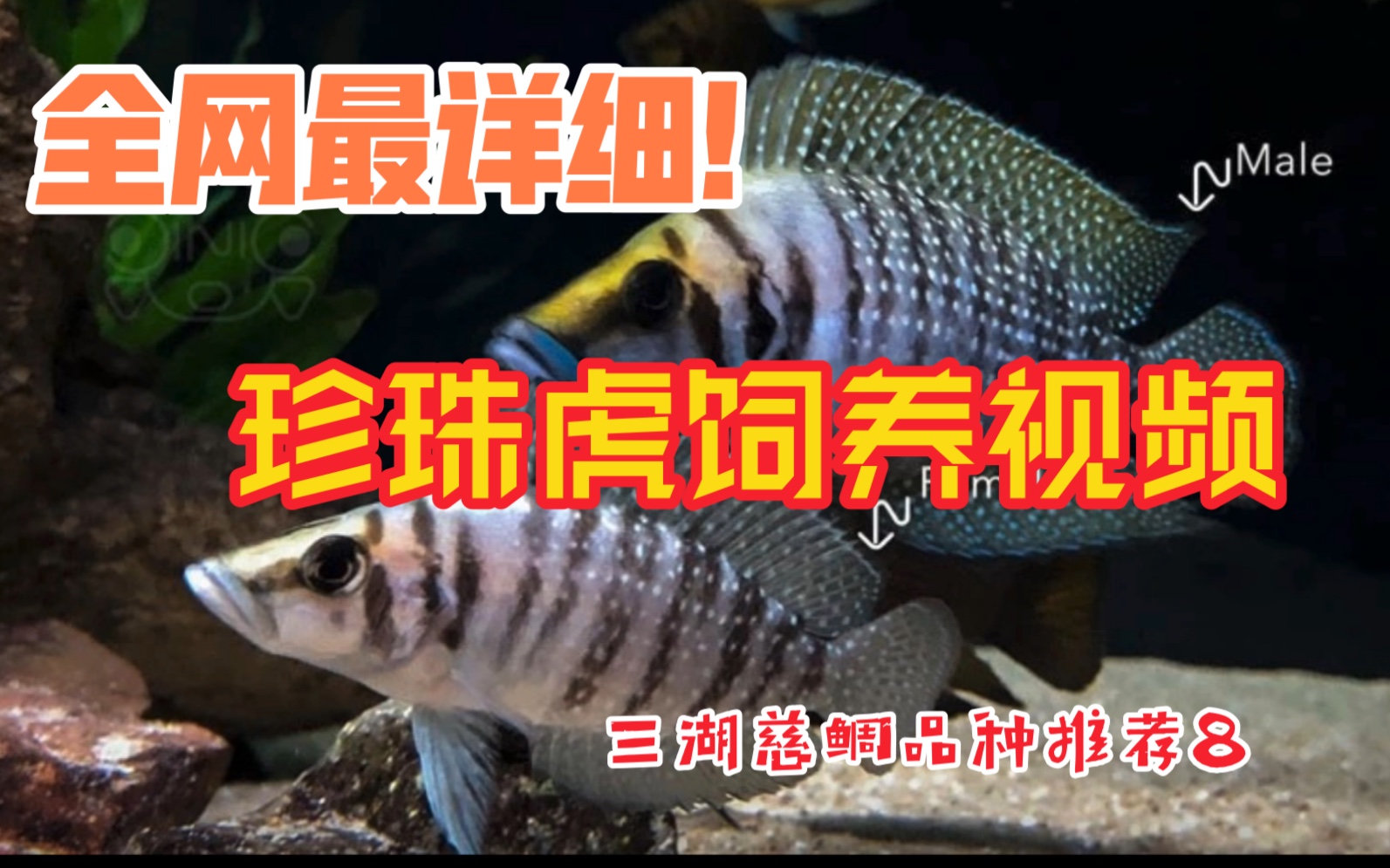 【三湖慈鲷品种推荐8】全网最详细的珍珠虎饲养视频哔哩哔哩bilibili