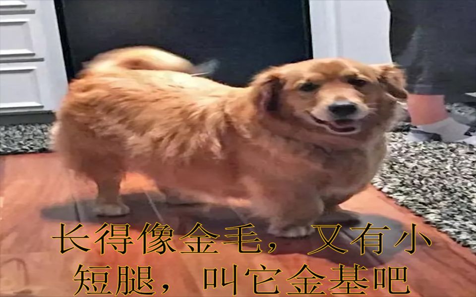 柯基和其他狗狗配种后,个个都是车祸现场!哔哩哔哩bilibili