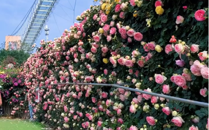 藤本月季做出的花墙,太美了