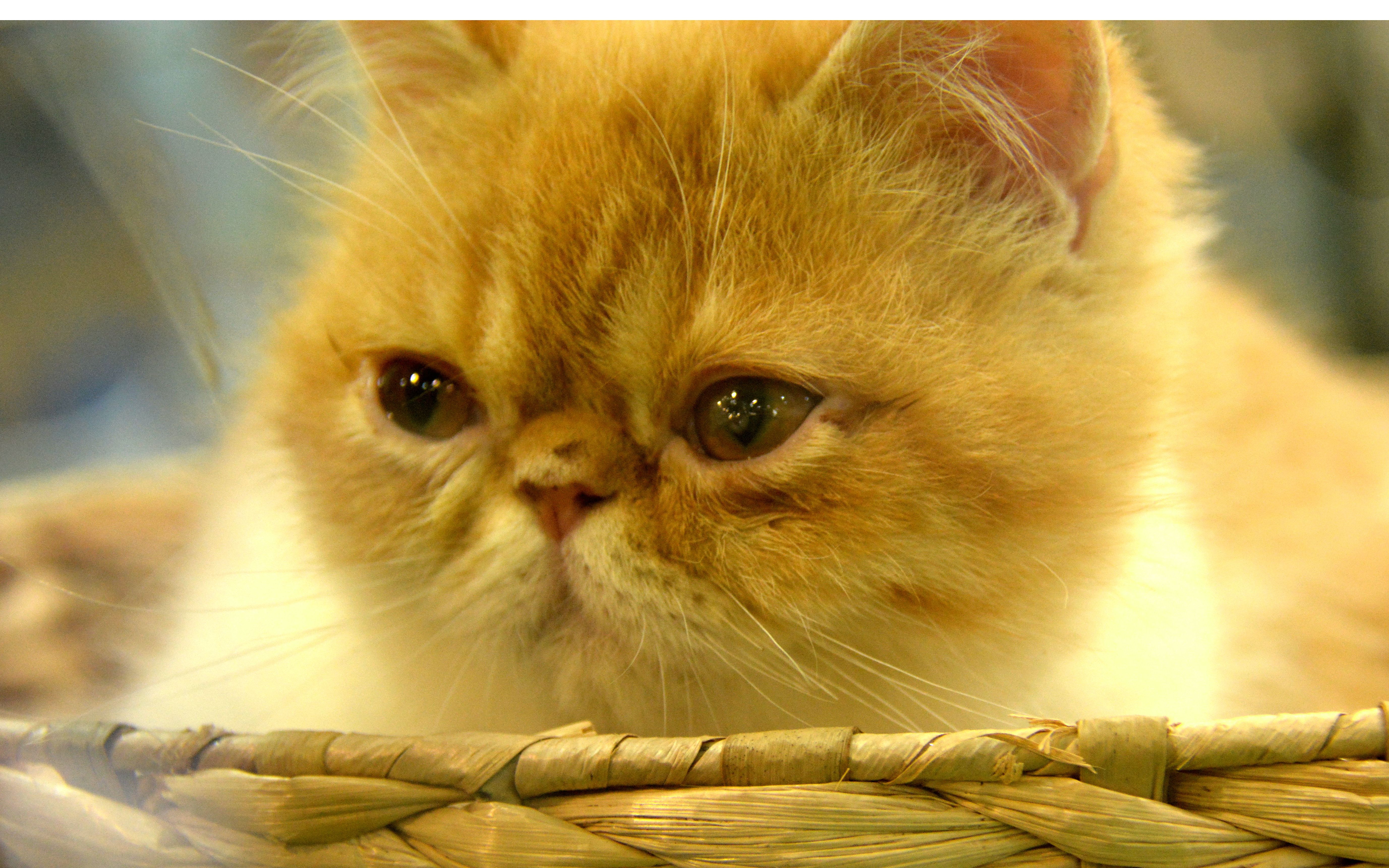 【亚宠展vlog】寻找亚宠展上可爱的喵星人汪星人,快来云吸猫云撸狗