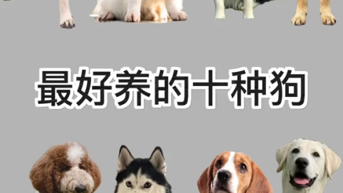 最好养的十种狗,忠犬护主 家庭伴侣犬.哔哩哔哩bilibili