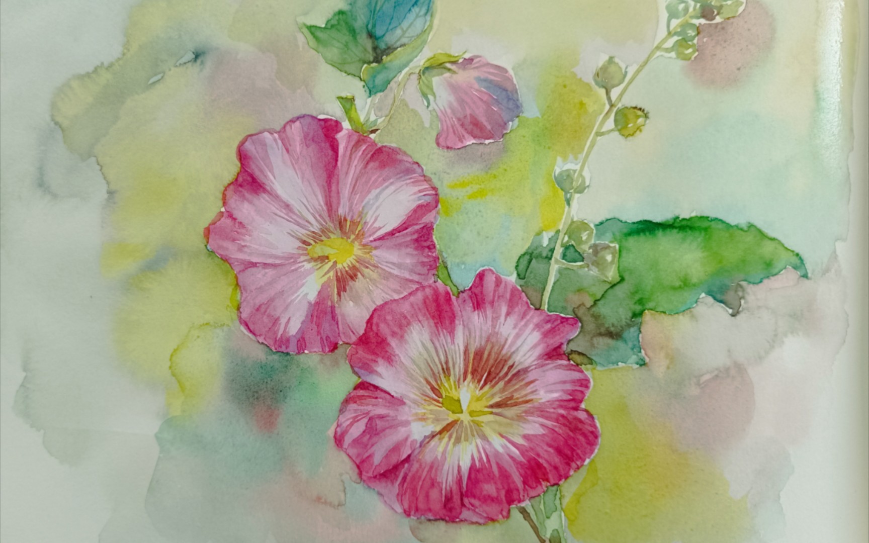 水彩蜀葵绘画过程
