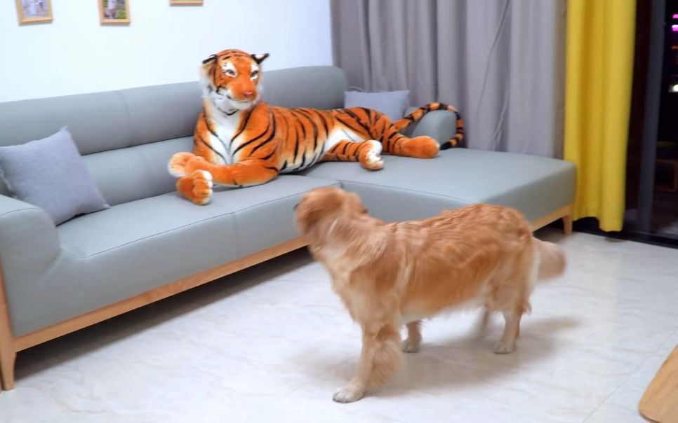 当宠物金毛狗遇到逼真老虎玩偶我们就能看出金毛有多胆小让主人都失望