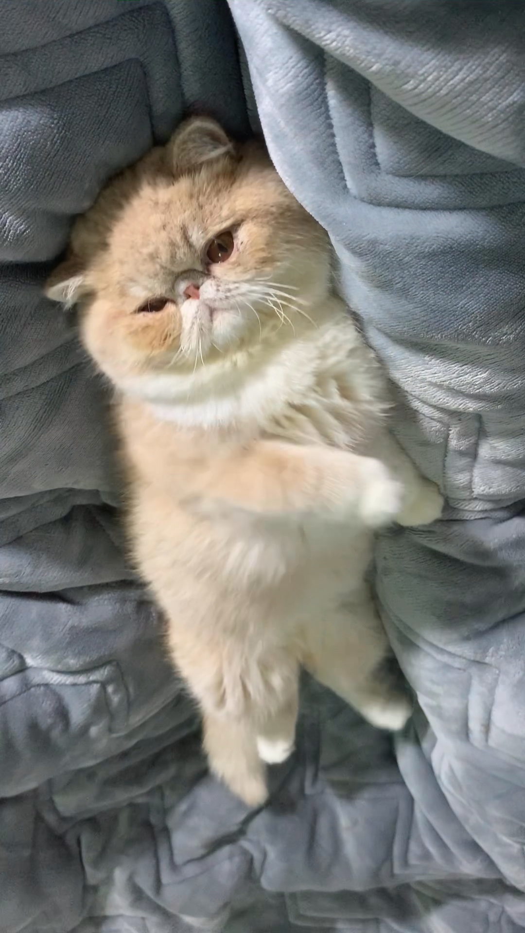 当然是我的家小猫这么可爱啦 萌萌的嘤嘤怪09