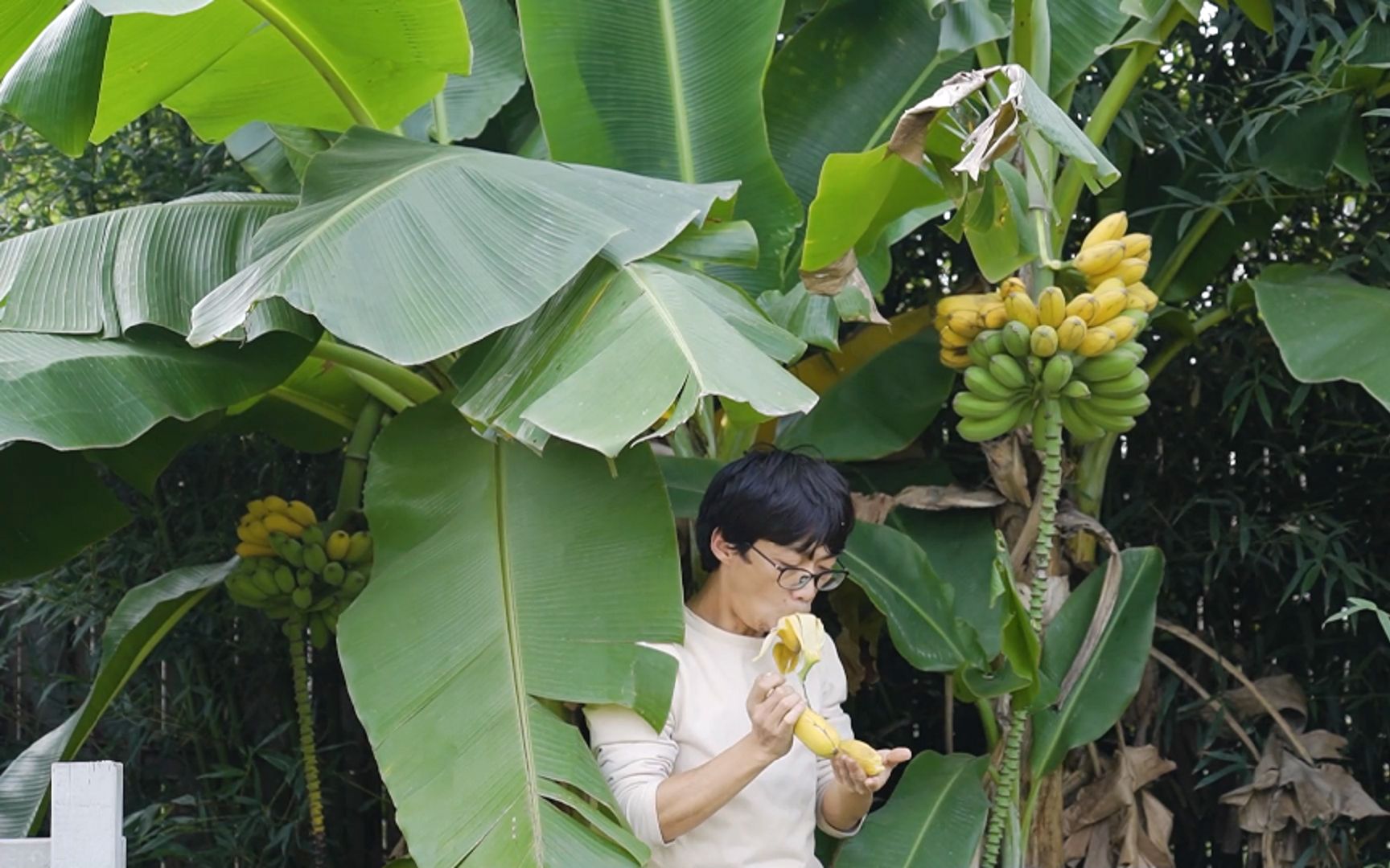 [图]四年前种的芭蕉结果了