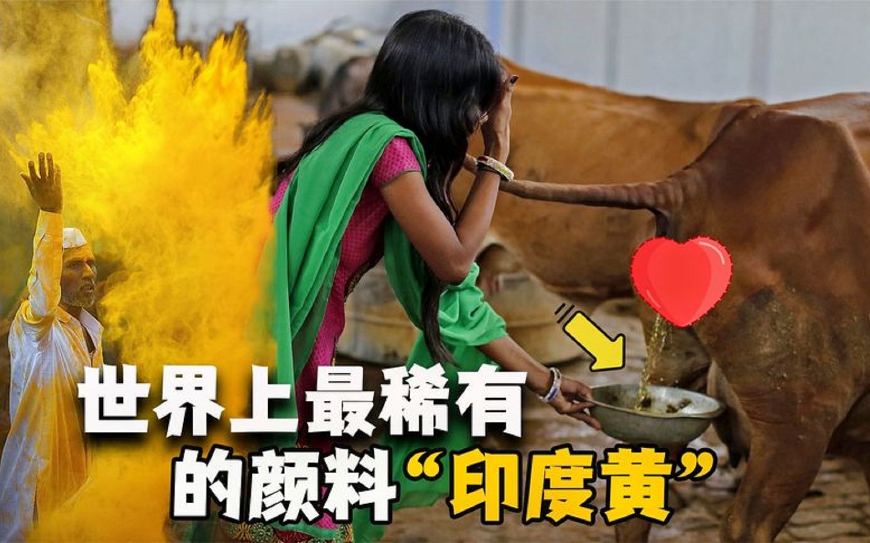 从牛尿里提取的"印度黄",如此重口味的制作方法,你听说过吗?