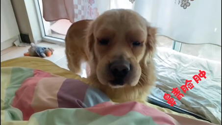 金毛-小王八,变得鼻青脸肿.