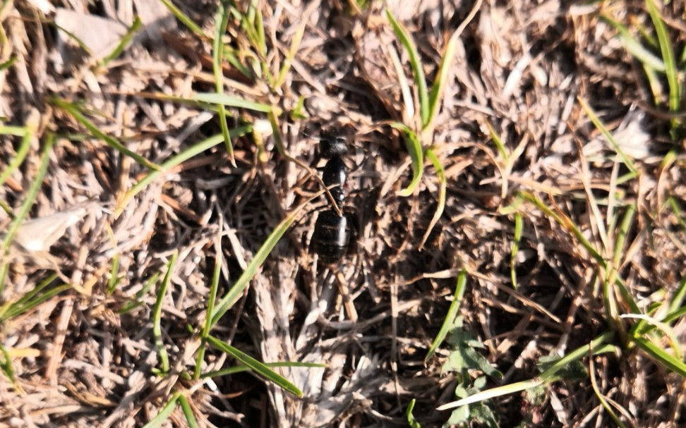 津岛铺道蚁疯狂涌向意外横死的日本弓背蚁新后