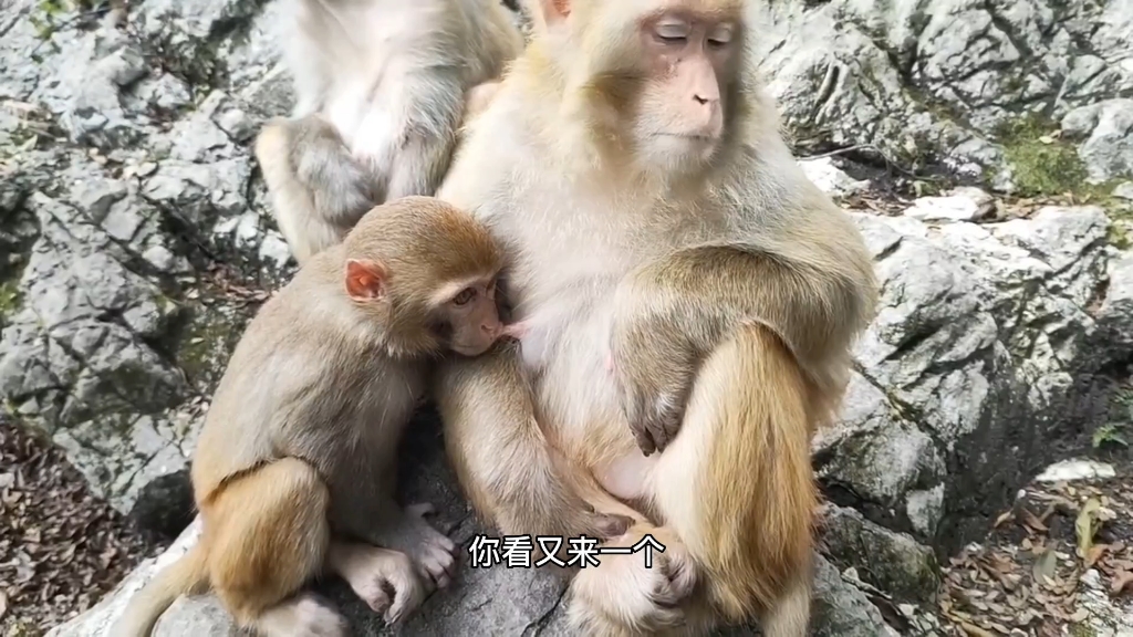 大猴子吃奶