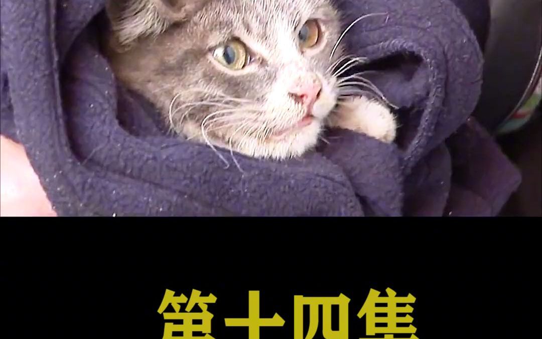 [图]小猫捡到肉留给自己的妈妈，自己却吃泥土跟石头