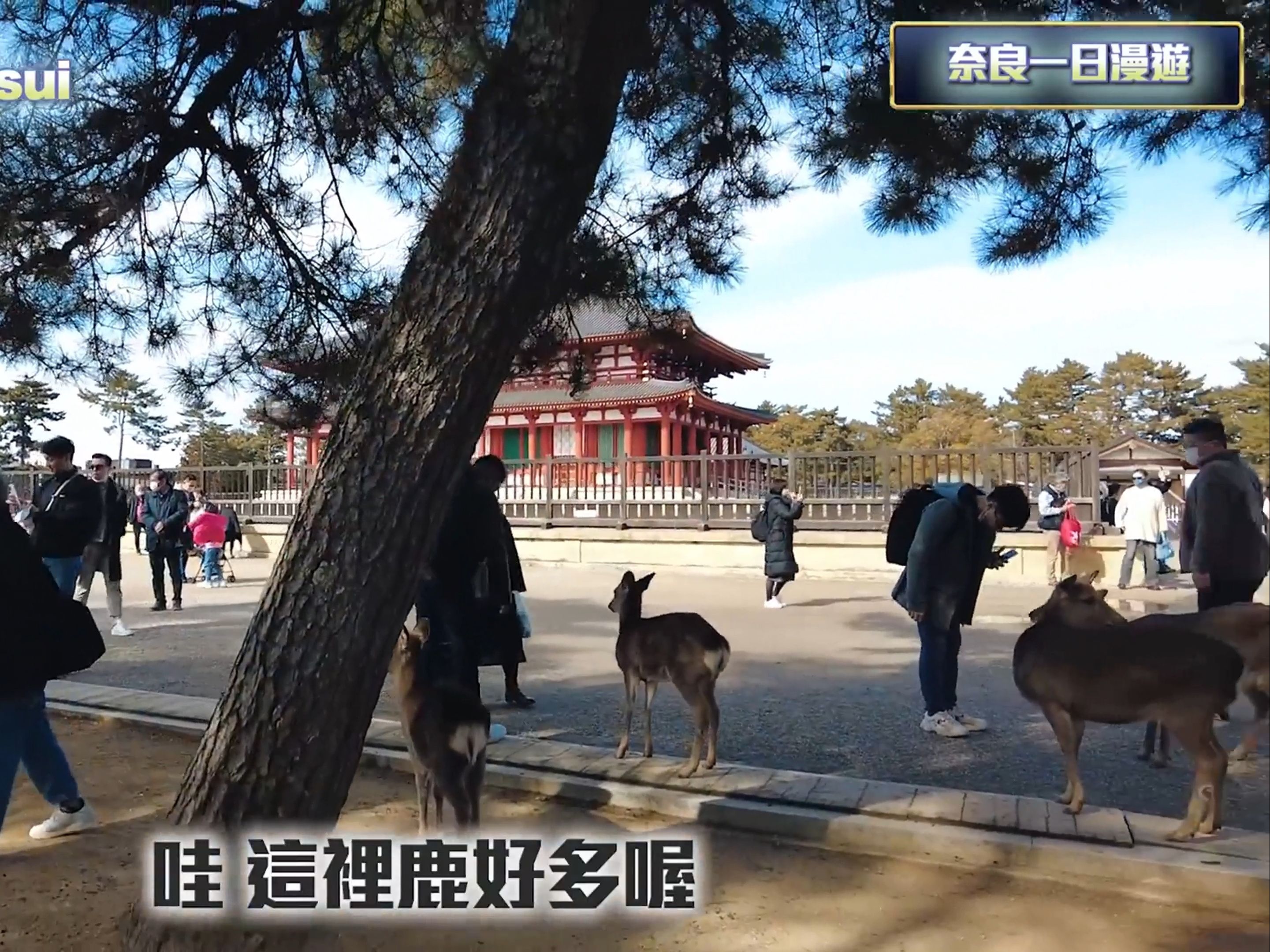 【日本旅游】奈良一日漫游记,打卡兴福寺看鹿,感受奈良的自然景观哔哩哔哩bilibili