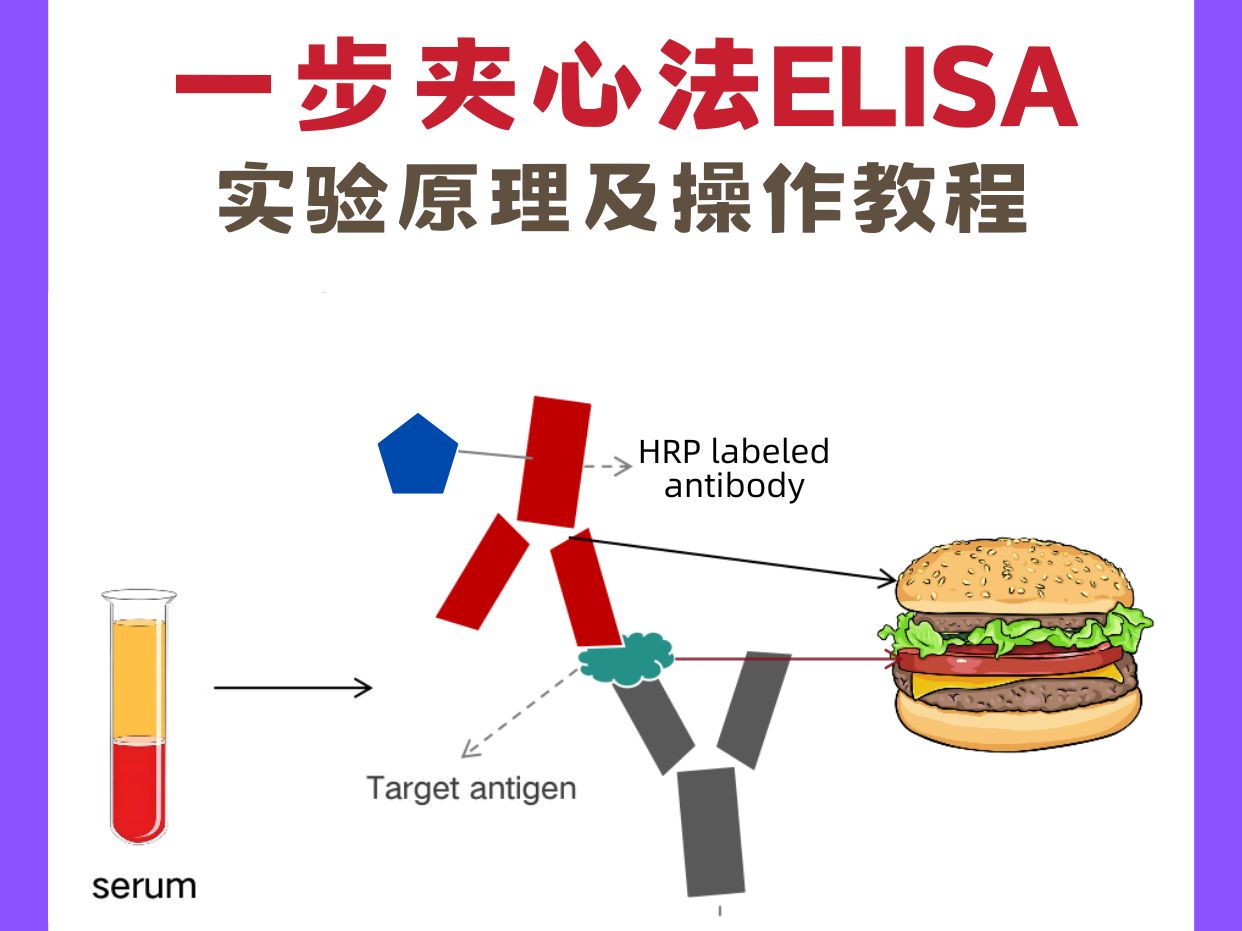 双抗夹心一步法elisa实验原理及操作教程