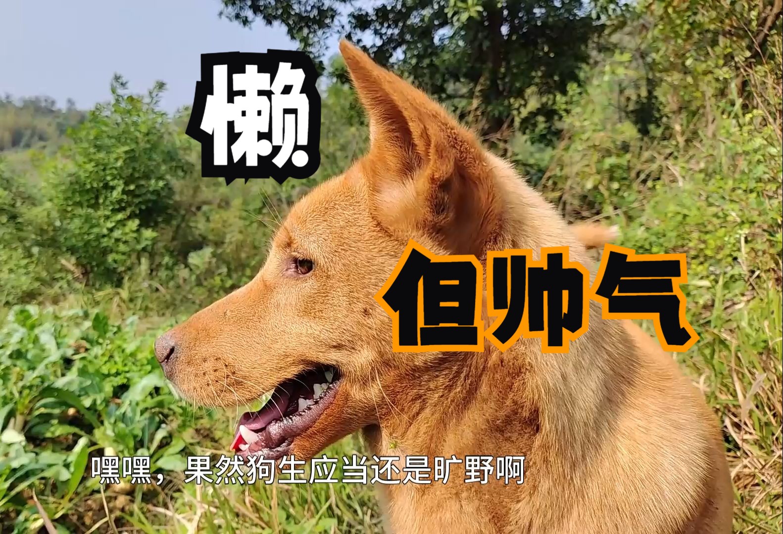 旷野之犬简介图片