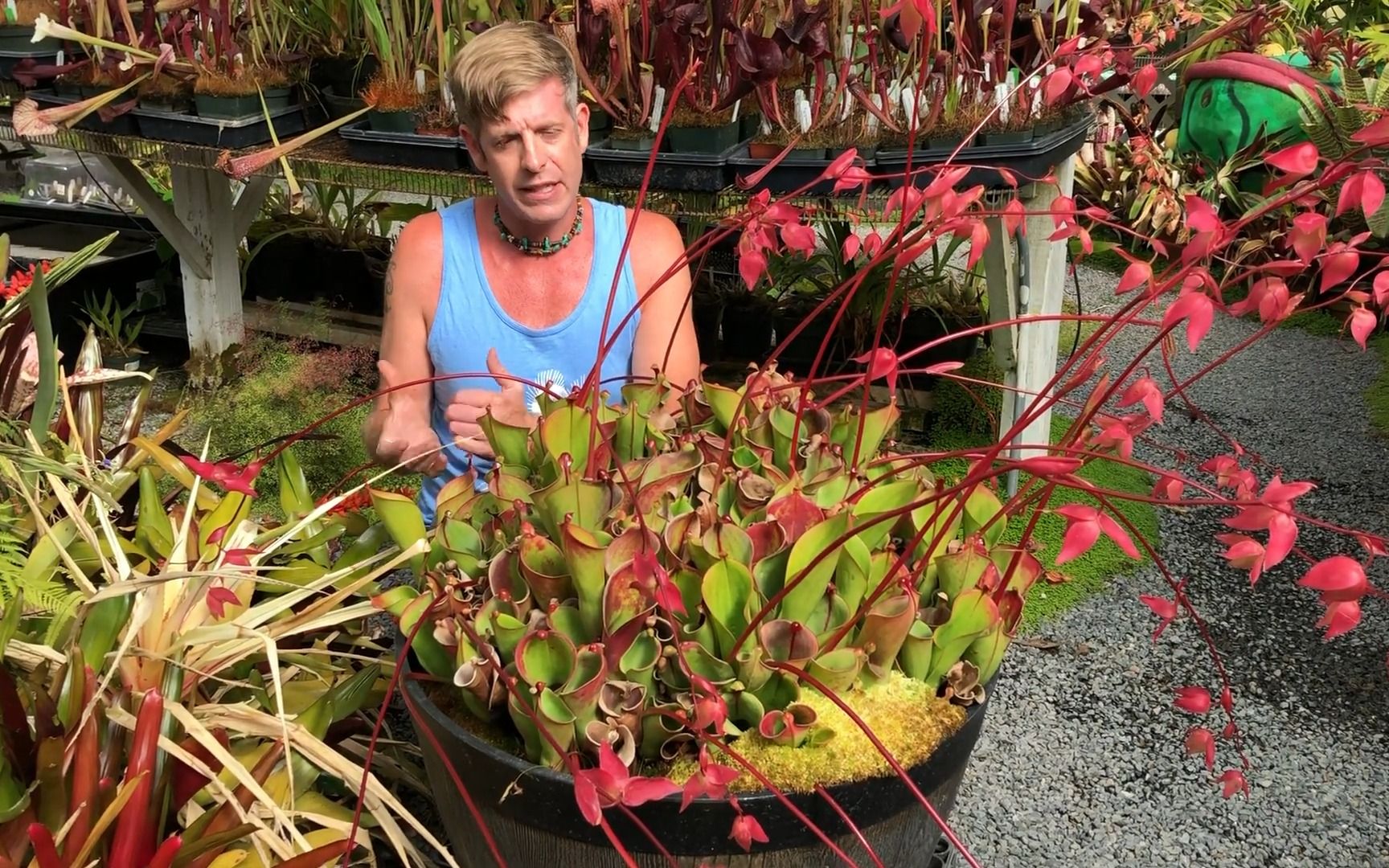 太阳瓶子草 - california carnivores