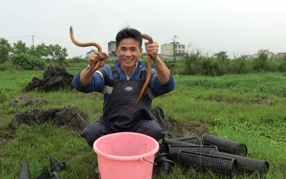 小莫水田边下黄鳝笼早上收笼时抓起两条大货忍不住大笑起来