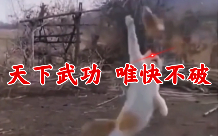 【天下武功 唯快不破】功夫猫请求出战