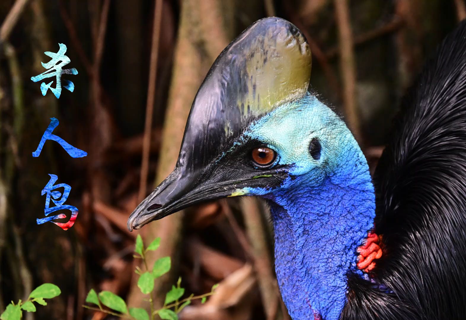 世界上最危险的鸟