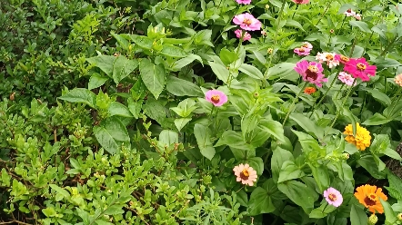 [图]花开争艳。