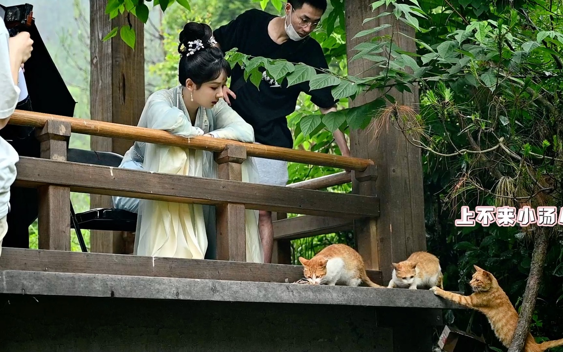 杨紫《长相思》片场外与流浪猫的日常!