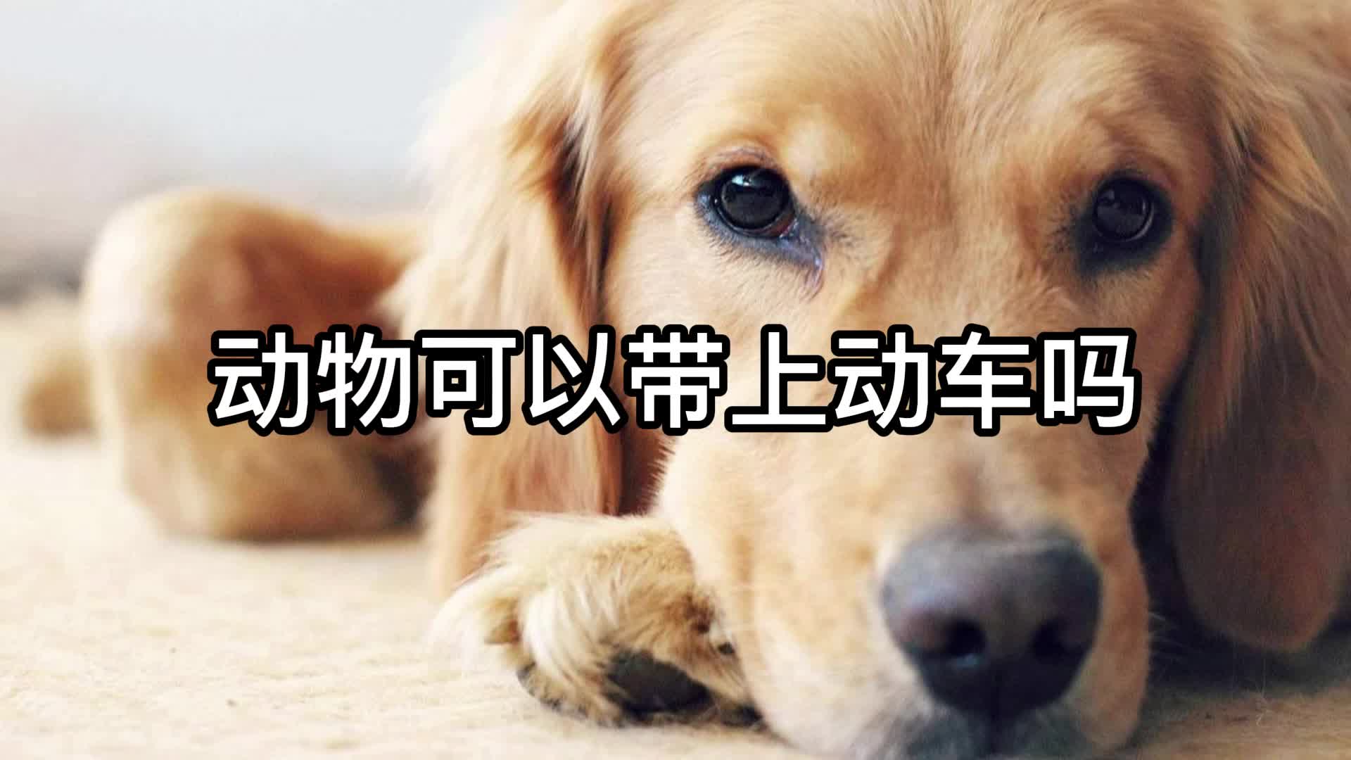 动物可以带上动车吗哔哩哔哩bilibili