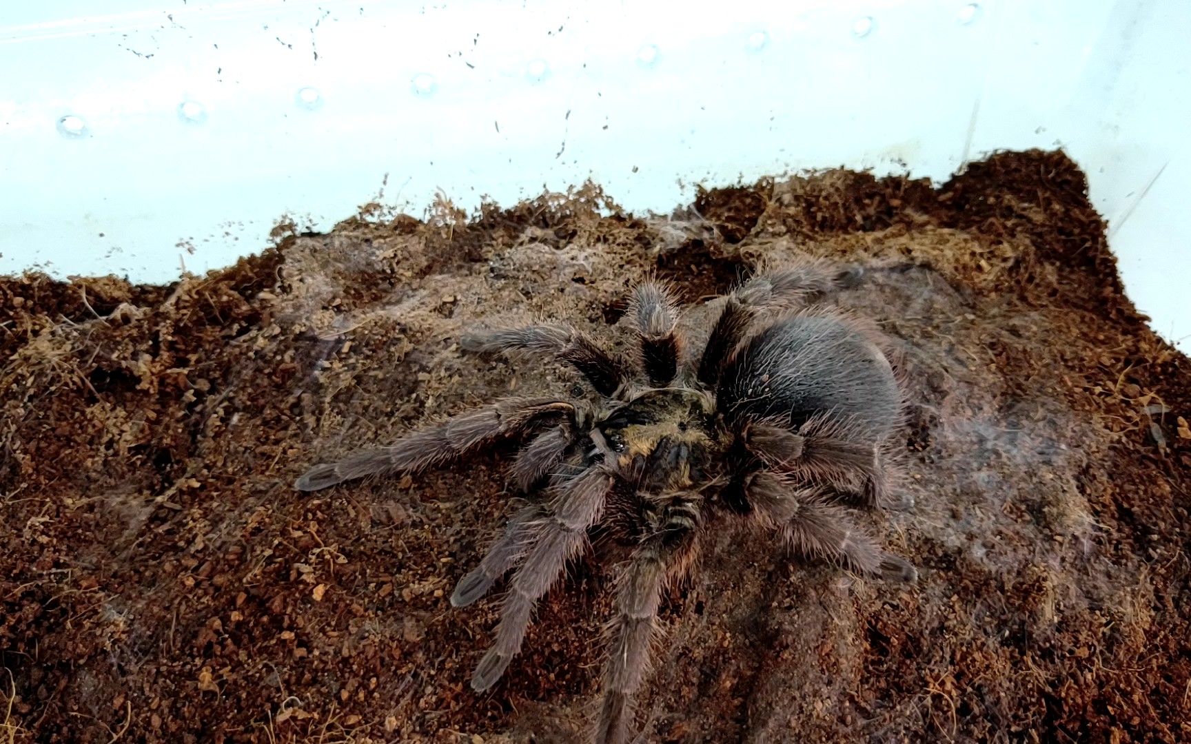 这个蜘蛛名字怎么像加勒比海盗的感觉?