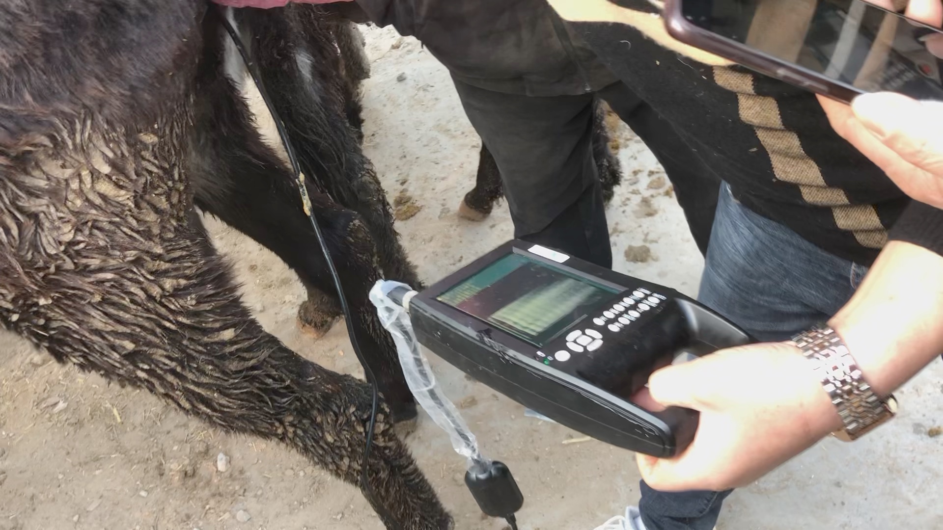 屠宰场伙计捡漏了!满膘驴粗腿大膀肚子大,谁料做完b超惊喜不断!