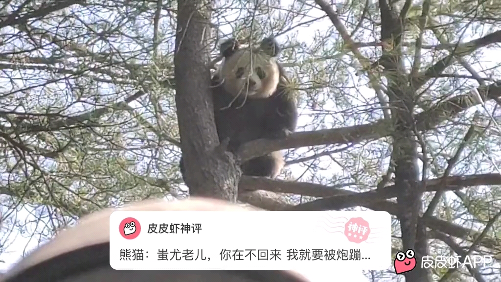 熊猫蚩尤老儿你在不回来我就要被炮蹦啦