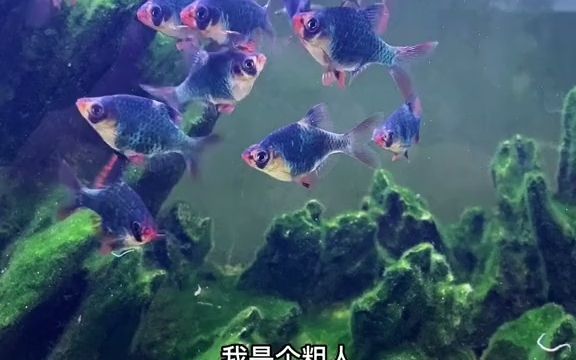 [图]【养鱼】鱼缸底沙的大有作为！